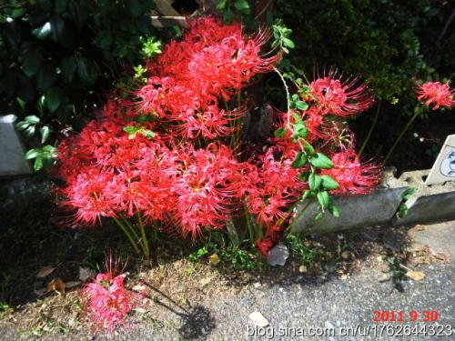 穿过灌木丛