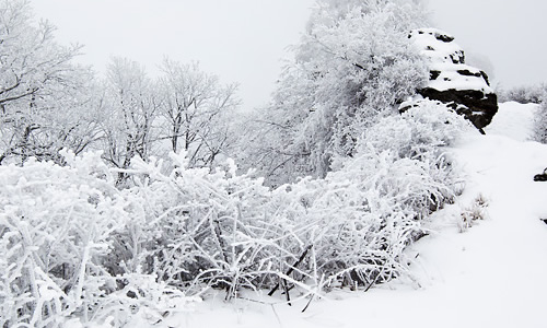 雪雪