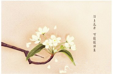 莫赫花慢慢回归