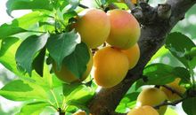 那个盛夏没有果实