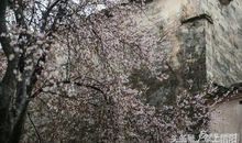 怀念信阳的春天