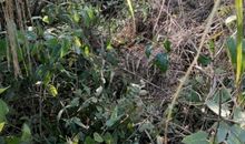 荆棘丛中的欢笑