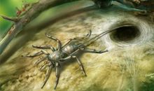 小蜘蛛的大秘密