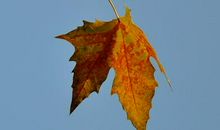 一片落叶给予我的