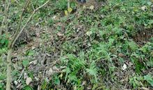 一路走来得芬芳