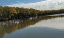 我家后面的树林