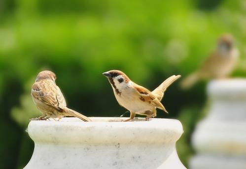 Sparrow Shada.