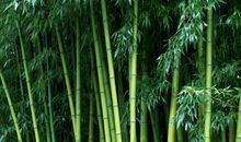 郁郁葱葱的未来