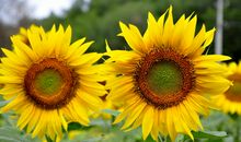 那儿，花儿朝向着阳光