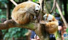 读《懒猴悠悠》有感