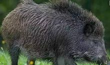 糟蹋庄稼的野猪