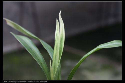 听着“莫兰”开花的声音