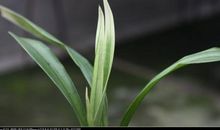 倾听“墨兰”的开花声