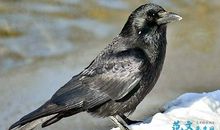 读《超级市长》游感