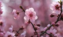 桃花，开在你我心田