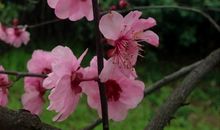 我爱这美丽的春天