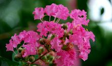 爱在春草芳菲时