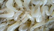 忘不了的温白开