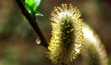 指尖滑过的春天作文