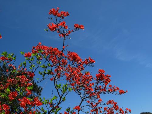 恢复你的青春花