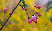 给心情涂上春天的色彩