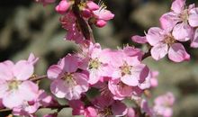 桃花一笑为春来