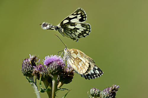 白色蝴蝶在雨中