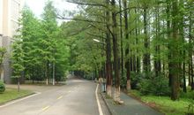 最美的风景作文600字