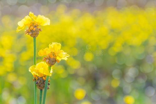 收获季节雨