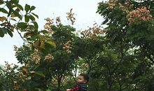 游览武汉动物园