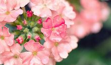 生如夏花，死如秋叶——读《生如夏花》有感