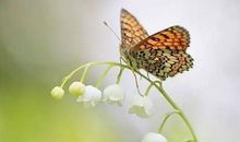 像蚂蚁一样活着