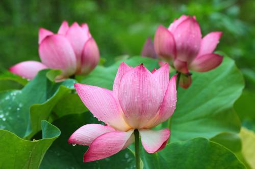 雨后莲花