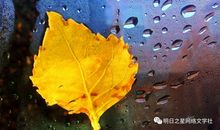 落叶不知在秋天