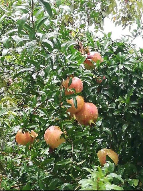 不寻常的夏天
