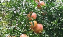 非同寻常的夏季