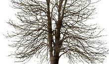 呵护冬日里的枯树