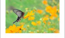 闻到阳光的味道