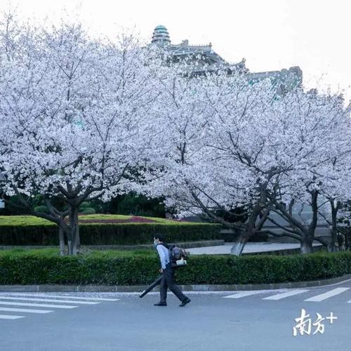 有一种绽放