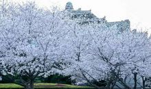 有一种绽放叫坚强