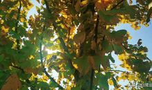 家乡的花草树木