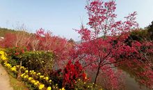 我美丽的家乡——梅州