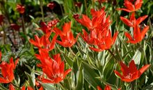 阳光下开花的草