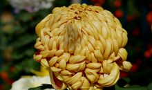 又是一年秋风劲