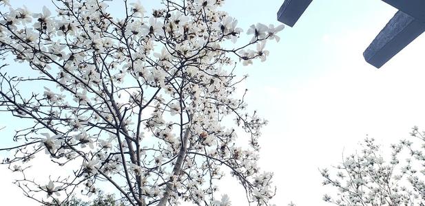 木兰在家乡
