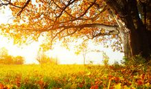 属于秋季的阳光