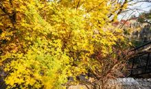 秋意中，多了一份爱