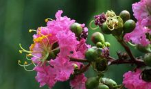 记忆中的紫薇花