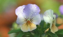 隐形的翅膀——读《三色堇一直在思念》