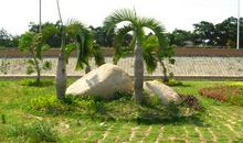 凤凰公园的小树林